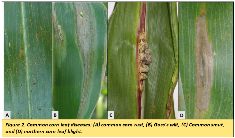 Leaf Discolorations In Corn 08 13 20 Ndsu Agriculture